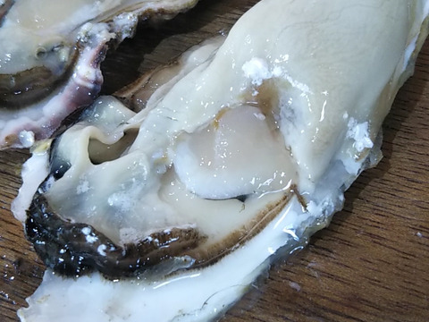 間もなく終了　食べ放題向け　バラ牡蠣 生食用　最大量１５ｋｇ（１００個くらい）北海道森町産
