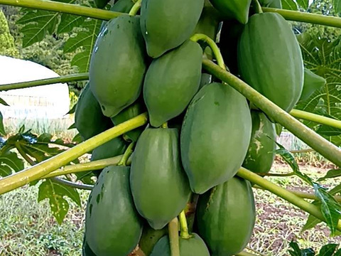 石川県産の青パパイヤ【2kg】