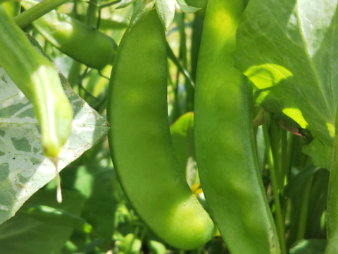 やさいはメインディッシュ【お野菜6種位×2】自然農の畑から、肥料農薬不使用、固定種