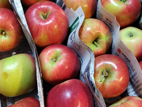 甘酸っぱい♡山形県産りんご♡紅玉♡お試しサイズ♡