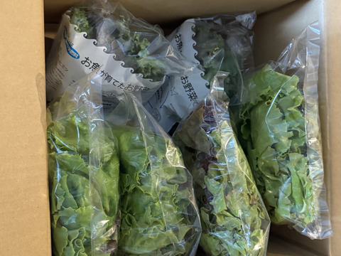 新鮮！採れたて！農薬・化学肥料不使用！レタスとケールの定期便 6個セット