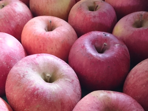 節減対象農薬：当地比5割減栽培、化学肥料除草剤不使用　長野りんご　サンふじ　5キロ