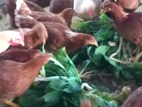 放し飼いのびのび自然卵　純国産種赤鶏あずさの卵［30個]＋割れ保証付き