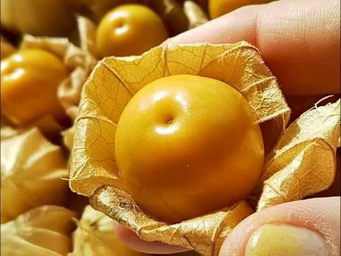 甘さと豊潤な香りそのまま！冷凍ほおずき２キロ　農薬・化学肥料不使用栽培。半解凍でそのまま食べても、冷凍状態のままジャム、シロップ、果実酒に加工しても超絶美味。他の果実にはない美味しさと栄養価たっぷり。