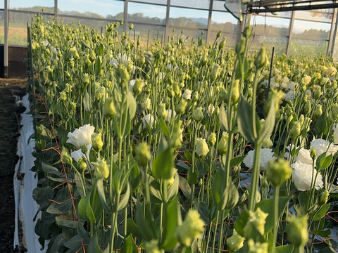 トルコキキョウ☆可愛い手のひらブーケ☆2束セット♪