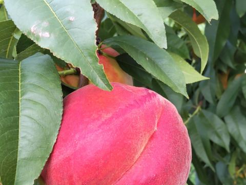 シャキっと美味しい❗️希少なワッサー(家庭用3㎏以上)