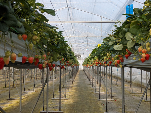 大大満足！″新″【冷凍イチゴ】３kg