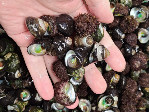 【謹製】ニナ貝酒茹で/種類混/500g/無添加調味料使用【調理済み】【冷凍】