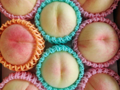 2025年先行予約【ご家庭用】【朝どれ】8玉入り詰合せ　くだもの王国おかやまよりお届け(1品種〜3品種)