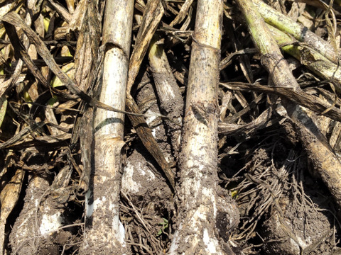 農薬散布０回　青森県産ホワイトにんにく1㎏　有機栽培