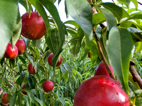 甘くてジューシー！ネクタリン『スイートトップ』(秀品約2㎏) 【お中元対応可】