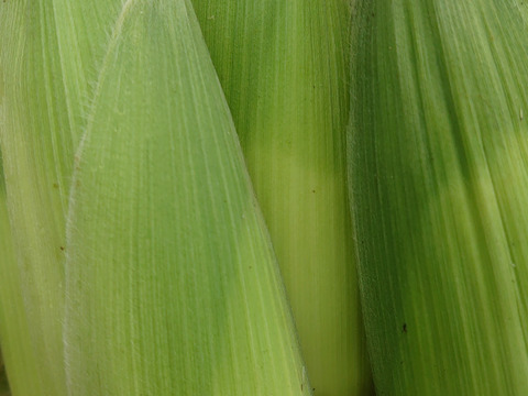 ボカシ栽培！糖度18以上のキャンベラトウモロコシ10本