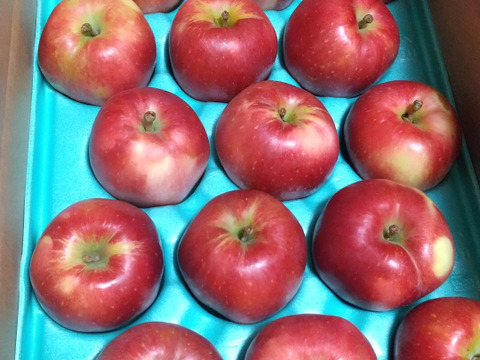 ≪予約受付中≫信州のりんご【おぜの紅】訳あり　約５kg