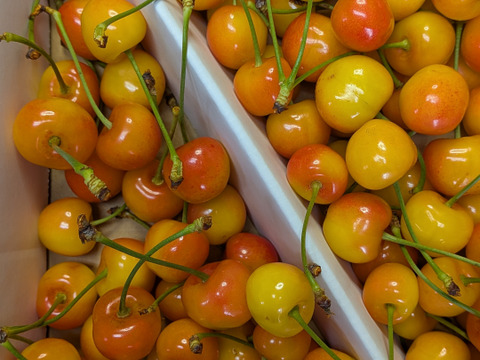 さくらんぼ紅秀峰加工原料1.4kg