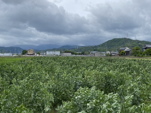 4月下旬発送　旬のそら豆　2キロ