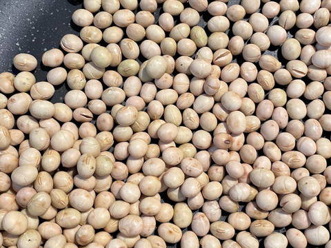 きてらのうまうま大豆-900g-農薬不使用-R7年産