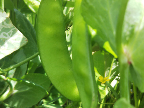 やさいはメインディッシュ【野菜6種位】自然農の畑から、肥料農薬不使用、固定種