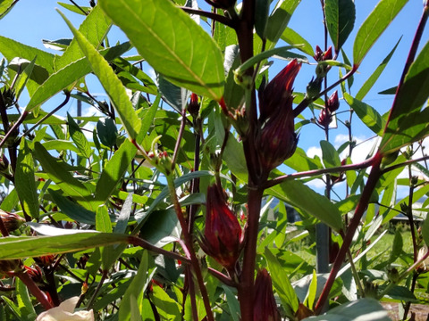 体と心に沁み渡る豊かな香りと味わい！ハーブティーリーフ15g（農薬化学肥料不使用）のっぷいのハイビスカスローゼル