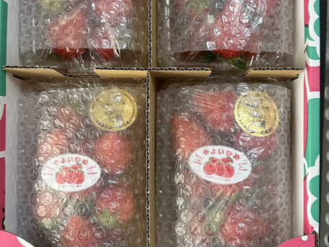 【食べチョクいちご博2024総合大賞】新鮮完熟やよいひめ（約275g×4P）