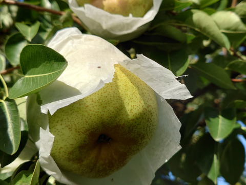 トロリとした食感！秋田県産『ラ・フランス』3㎏