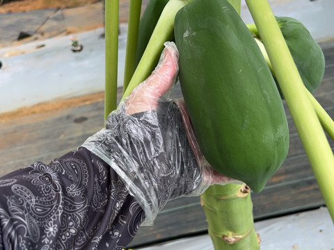沖縄県宮古島産　青パパイヤ無農薬　8kg 宮古島産🌴 パパイヤ 8kg：沖縄県産の品種おまかせ｜食べチョク