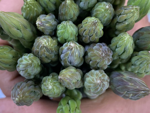 【アスパラガス春芽】《Ｌ ＢＯＸ》１ｋｇ
ちょい太のみ集めました⭐️※約３０本〜