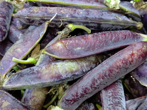 [数量限定]紫エンドウ豆６００g