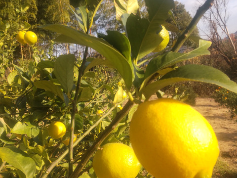 防腐剤、ワックス不使用　皮ごと使用広島県産綺麗なレモン良品　5ｋｇ