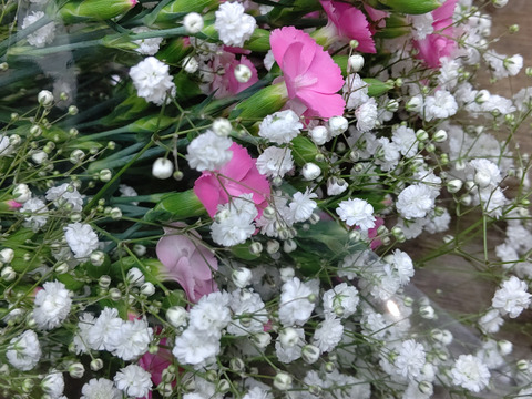 [季節限定]ソネット切花&カスミ草切花[混合１５本]