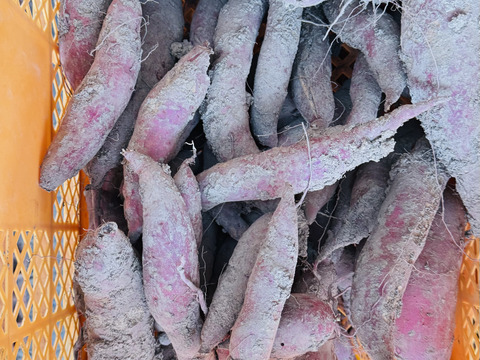 あまはづき　5kg 訳あり　栽培期間中、農薬、化学肥料不使用