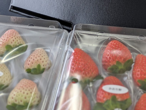 紅白いちご２種食べ比べセット　８～１１玉入り約２７０g×２パック　【化粧箱でお届けします】