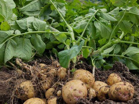 瑞々しい新ジャガイモ！ (キタアカリ)　8kg