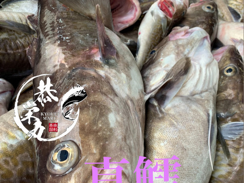 鍋の季節！秋田県産‼️真鱈BOX‼️ ［タラ］メス3キロ