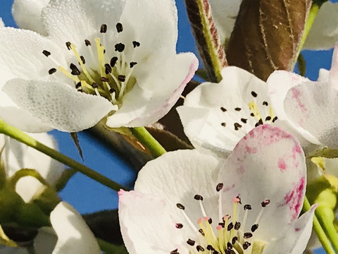 大豊作‼️300円引き【繊細なシャリ感と上品な甘さ‼️】あきづき梨贈答用2.2kg(4-7個入)✨️甘くて果汁たっぷり💦シャリシャリ食感と桃のような風味が特長です‼️鮮度を保つ為クール便で発送🚚