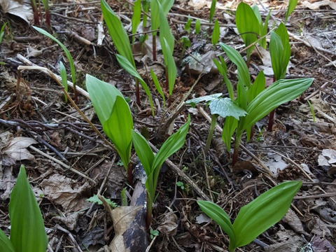 【春の山菜】行者にんにく/ギョウジャニンニク/煮る焼く揚げる漬ける万能選手/200g【天然】【4/7~4/8発送】