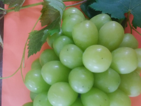 ✨旬のシャインマスカット✨
ｼｬｲﾝﾏｽｶｯﾄ 2房入約1.5㎏/箱/約各房700～800g位  まるごと秋を味わって🍃