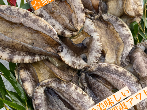 瀬戸内海 大サイズアワビ 海鮮 BBQ 網焼き 漁師 貝類刺身活かし　海鮮