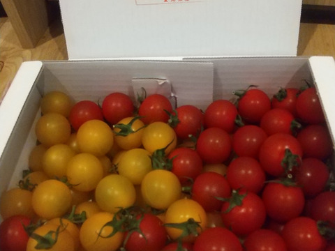 フルーツミニトマト あぽろん 赤と黄1kg　【トマト食べ比べ】