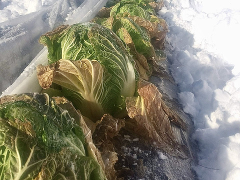 【有機JAS認証】有機白菜2玉、約3kg、クセもなくみずみずしい、甘み十分！