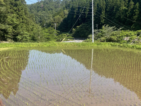 きてらのコシヒカリ🌟令和6年産-島根県・山のお米！！弥栄-白米-5kg-農薬不使用