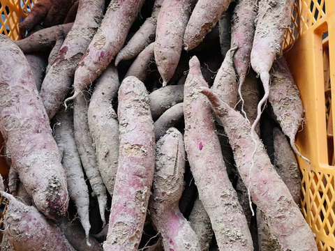 訳あり　小、中ｻｲｽﾞふくむらさき　10kg 農薬、化学肥料不使用