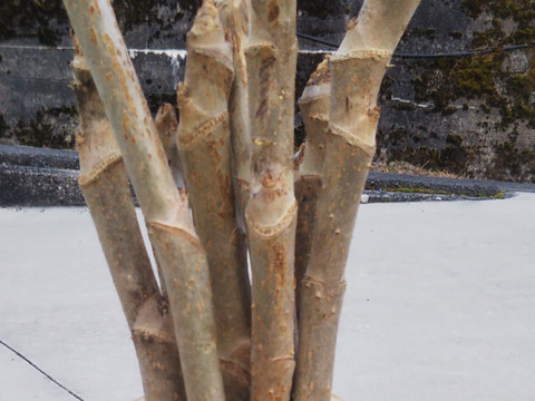 ちゃこくるみさん専用サイト
オリジナル　「竹花瓶付き」　『激レア』　タラの芽の原木を２セット
今年も刈取りが始まりました。春を一足先に告げる南国の木の芽です。
栽培マニュアルもお付けします。