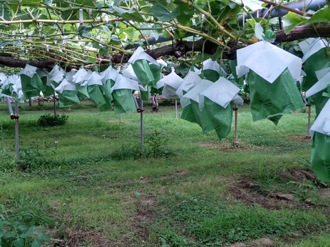 長野県産 「クイーンルージュ」「シャインマスカット」 2房入り 合計1000g
