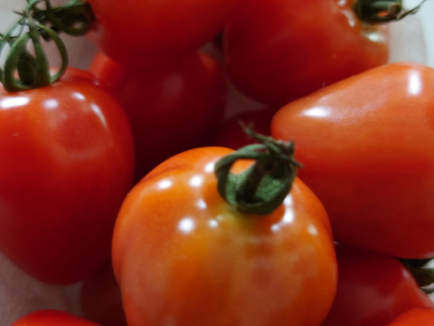 旬のミニトマト！甘いですよー