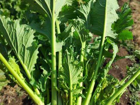 【春めく菜花やつぼみ菜入り】おまかせ野菜セット10種前後～