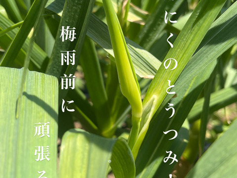 【予約限定】愛媛県四国カルスト大野ヶ原産！
にんにくの芽+にんにくの葉+にんにくのつぼみ　約1kg