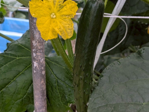 野菜イヤイヤ卒業！？　げんきゅうり　2.2㎏（20本程度）　子どもがパクパク！朝採れトゲシャキおかっぱ農園直送