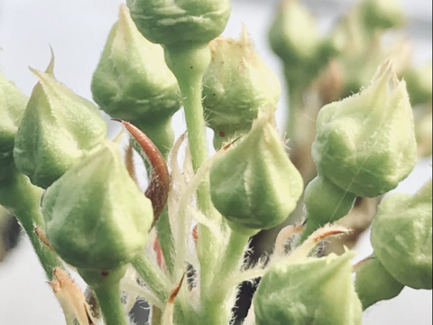 【まるで梨ジュース‼️新興梨】贈答用約2.2kg(5~7個入)✨甘くてシャキシャキ✨きめ細かでとってもジューシー💦新品種の梨に負けない美味しさと品質です‼️