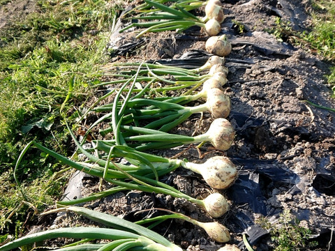 【淡路島 自然栽培 固定種 ズッキーニ】2キロ 無肥料 農薬不使用　サラダにお新香、グリルにソテー、緑色白ズッキーニ（UFO）食べ比べ