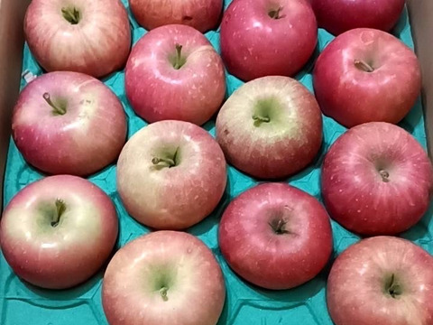 予約規格外早生ふじ5キロ